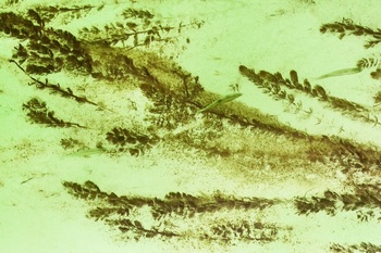 N 054C